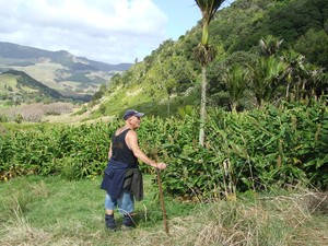 Ken in his element; at work in the field, tackling a wild ginger infestation at Waimamaku